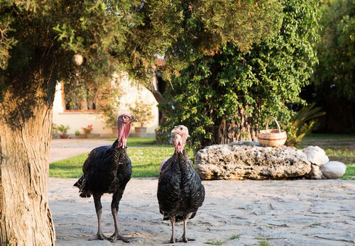 B&B La Chora Di بييسْتوم المظهر الخارجي الصورة